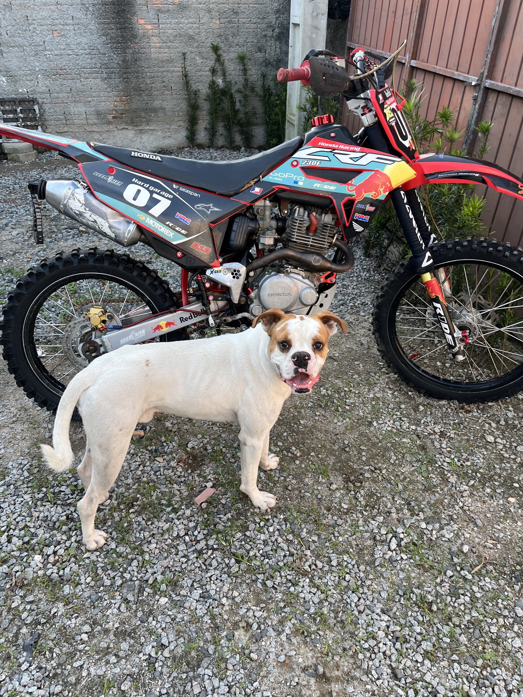 Portal Vendocão O Chucky precisa de um lar! Florianópolis