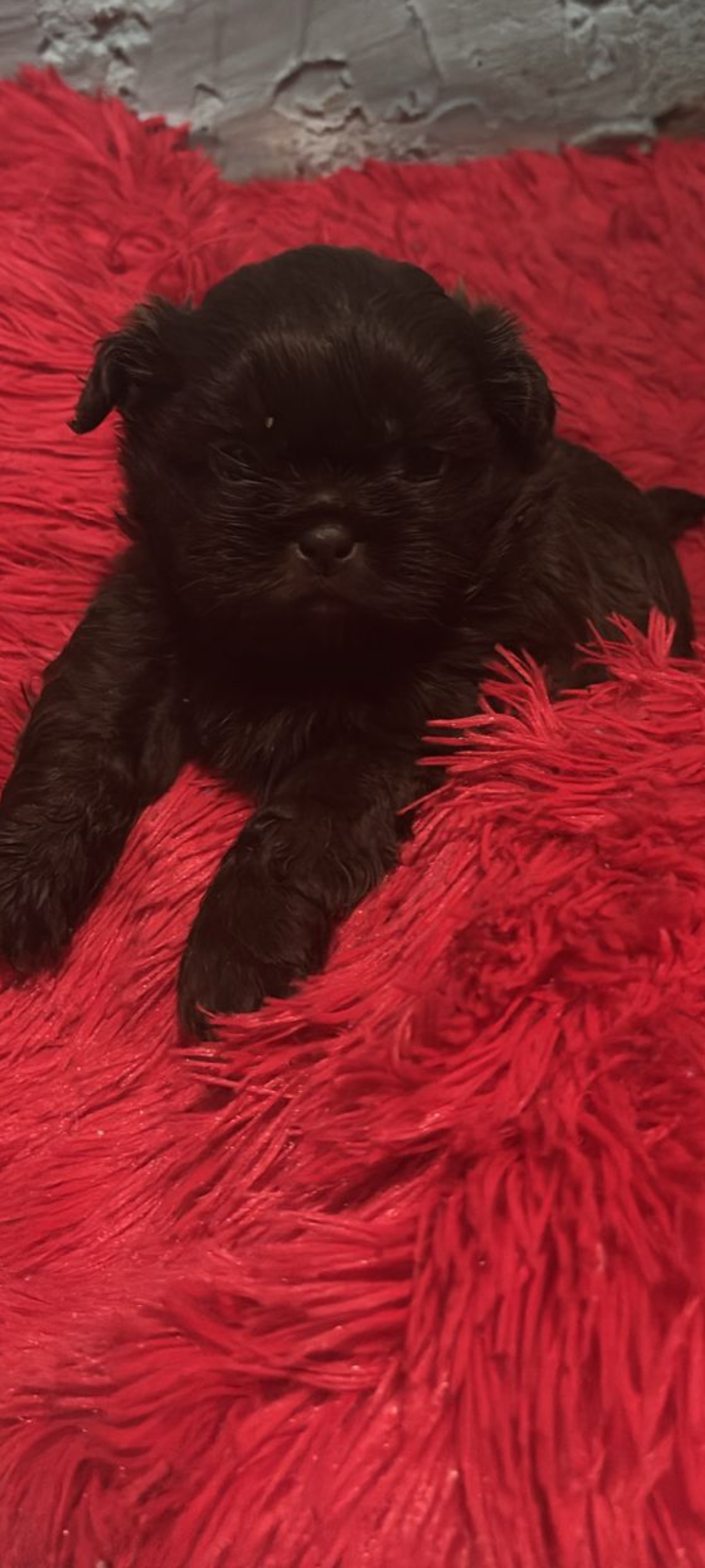 Shitzu chocolate 🍫 