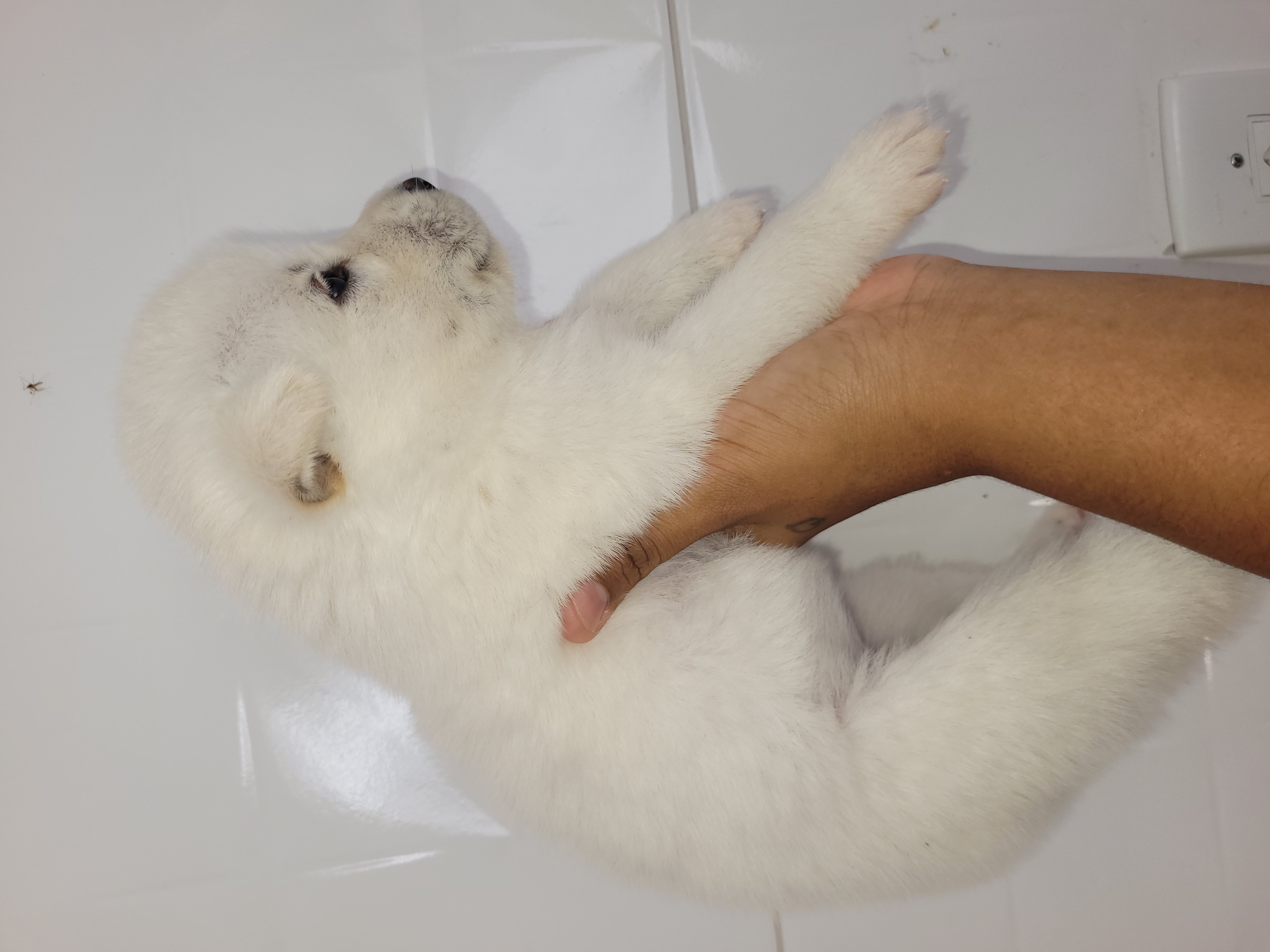 Portal Vendocão Filhotes husky siberiano São Cristóvão