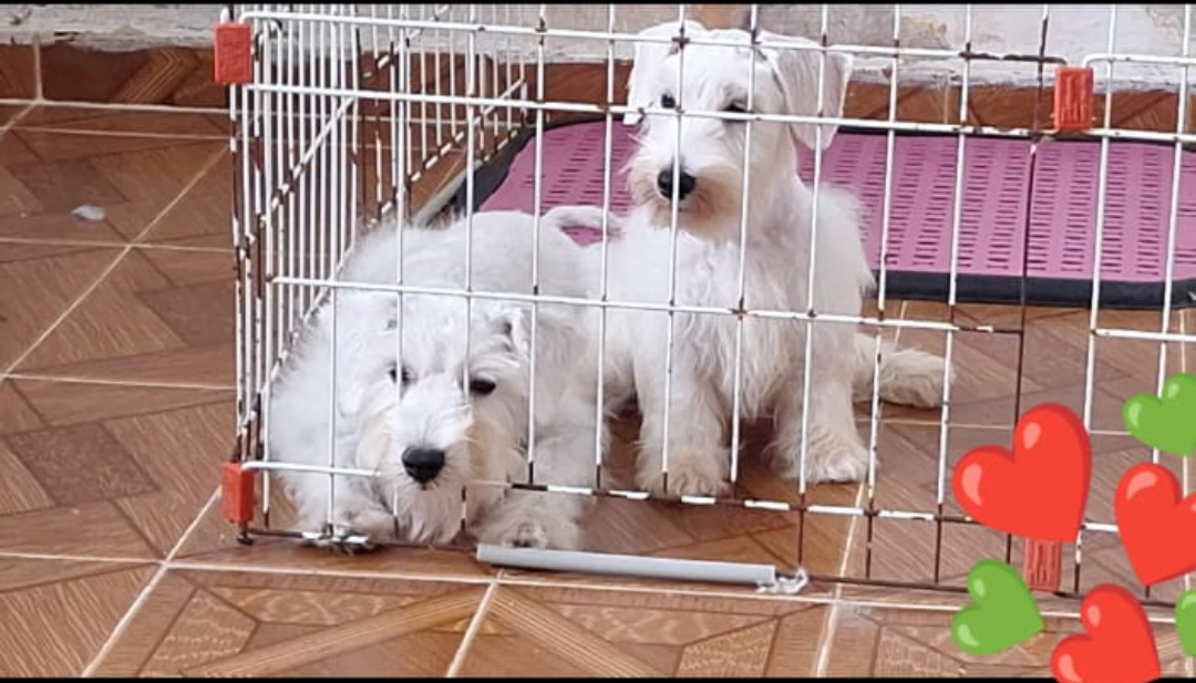Portal Vendocão Vendo lindo Schnauzer  Manaus 