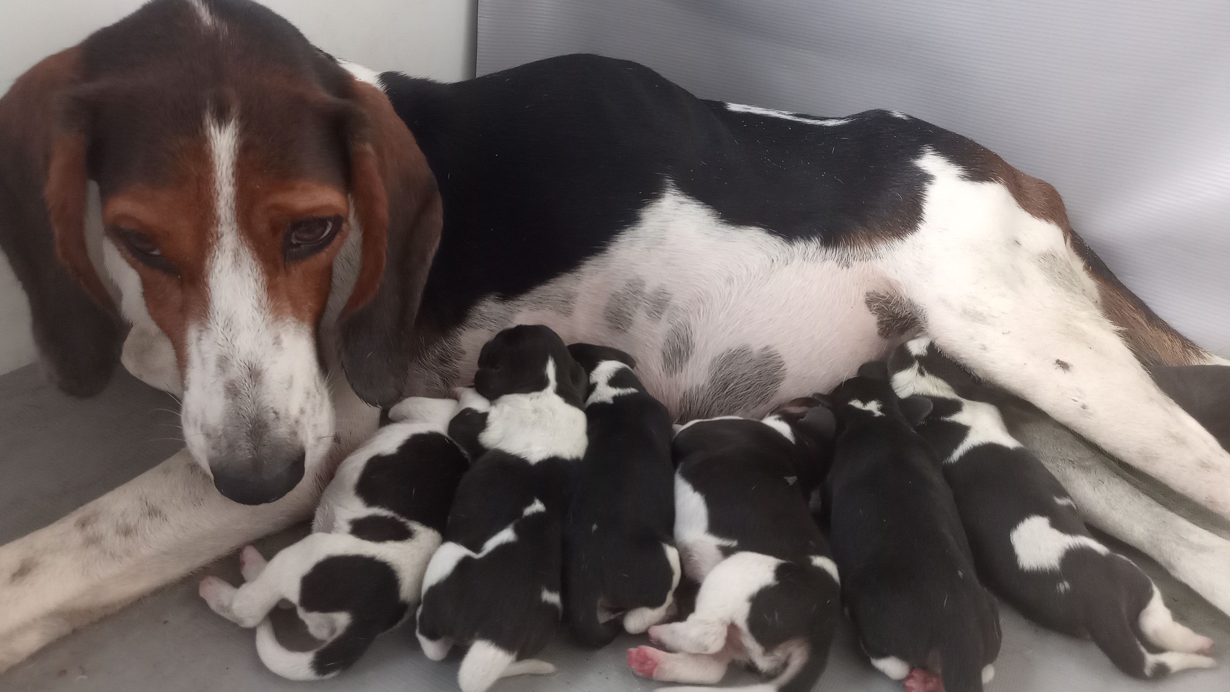 Portal Vendocão Filhotes beagle americano  Teixeira de Freitas