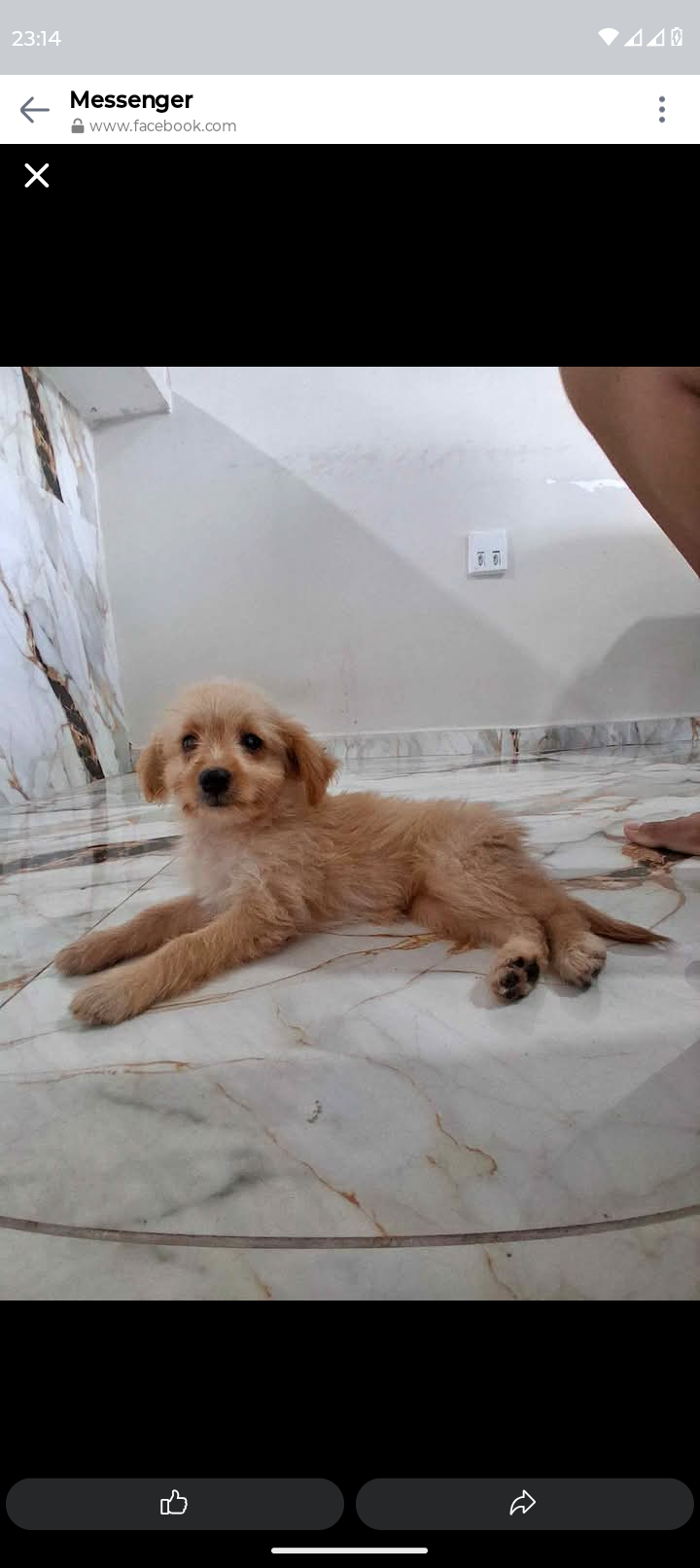 Poodle com pincher - Foto 1