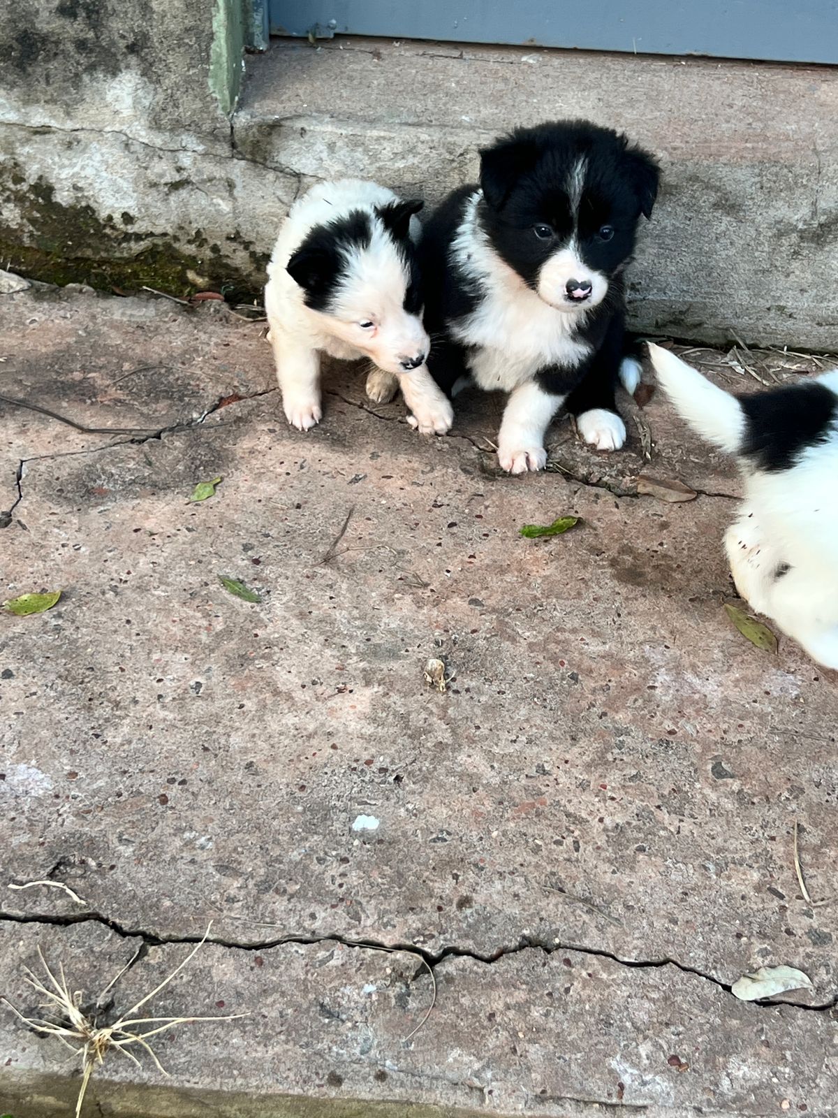 Portal Vendocão Filhotes Border Collie Campo Grande