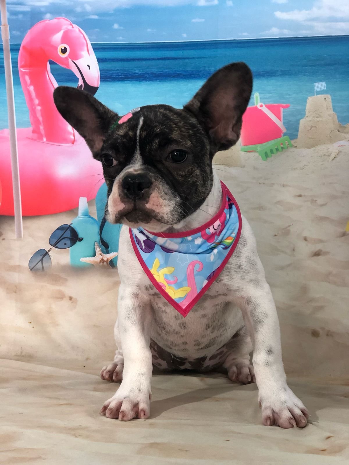 Bulldog Francês - Foto 1