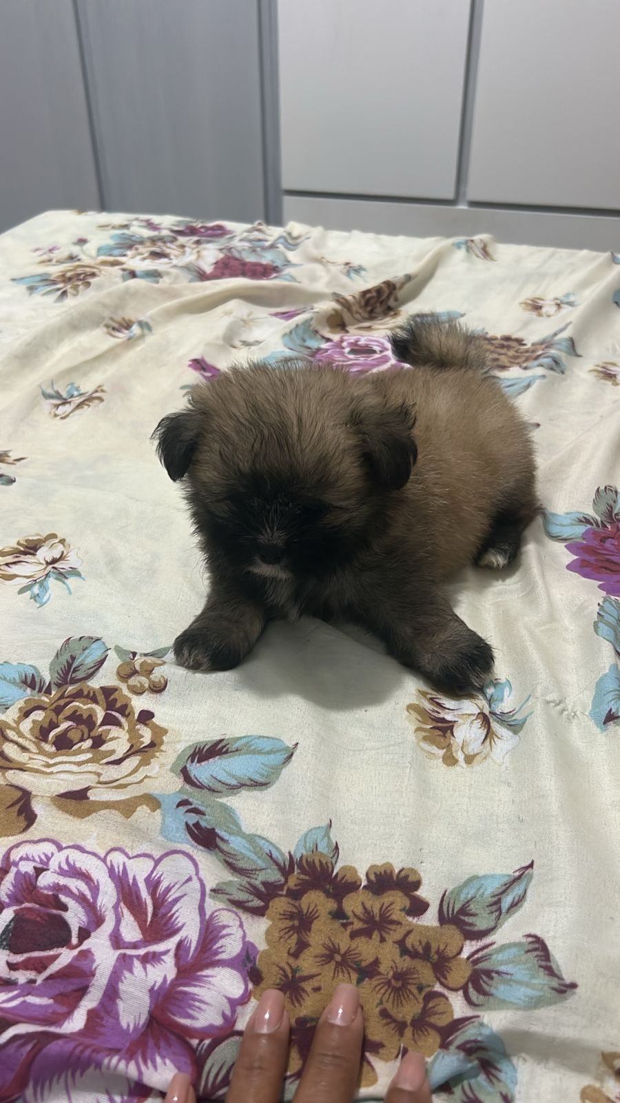Vendo filhote de Shih tzu com spitz - Foto 1