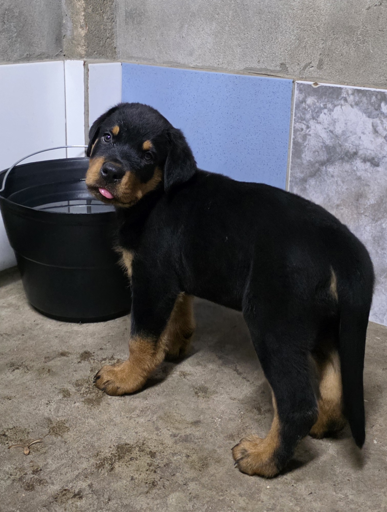 Portal Vendocão BLACK FRIDAY: adquira seu Rotweiller com um preço imperdível Teresina