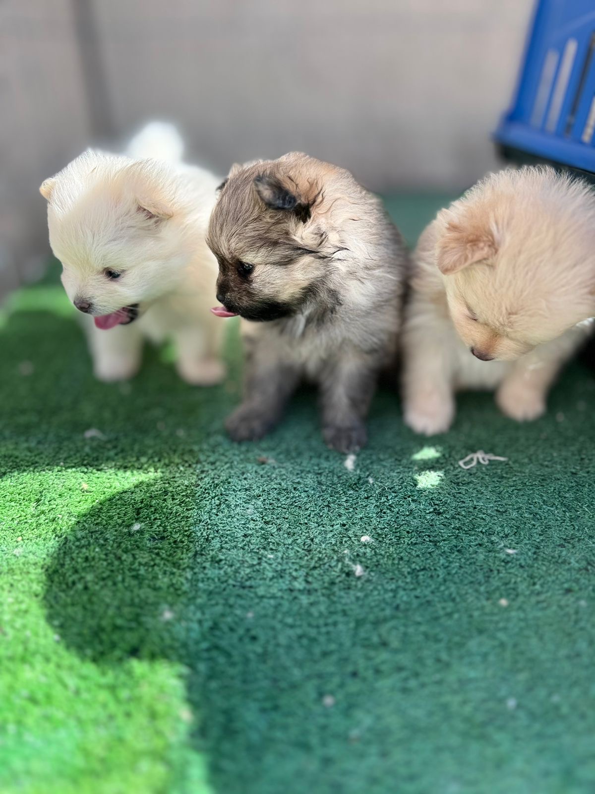 Portal Vendocão Vendo Lulu da Palmerania anão Brasília 