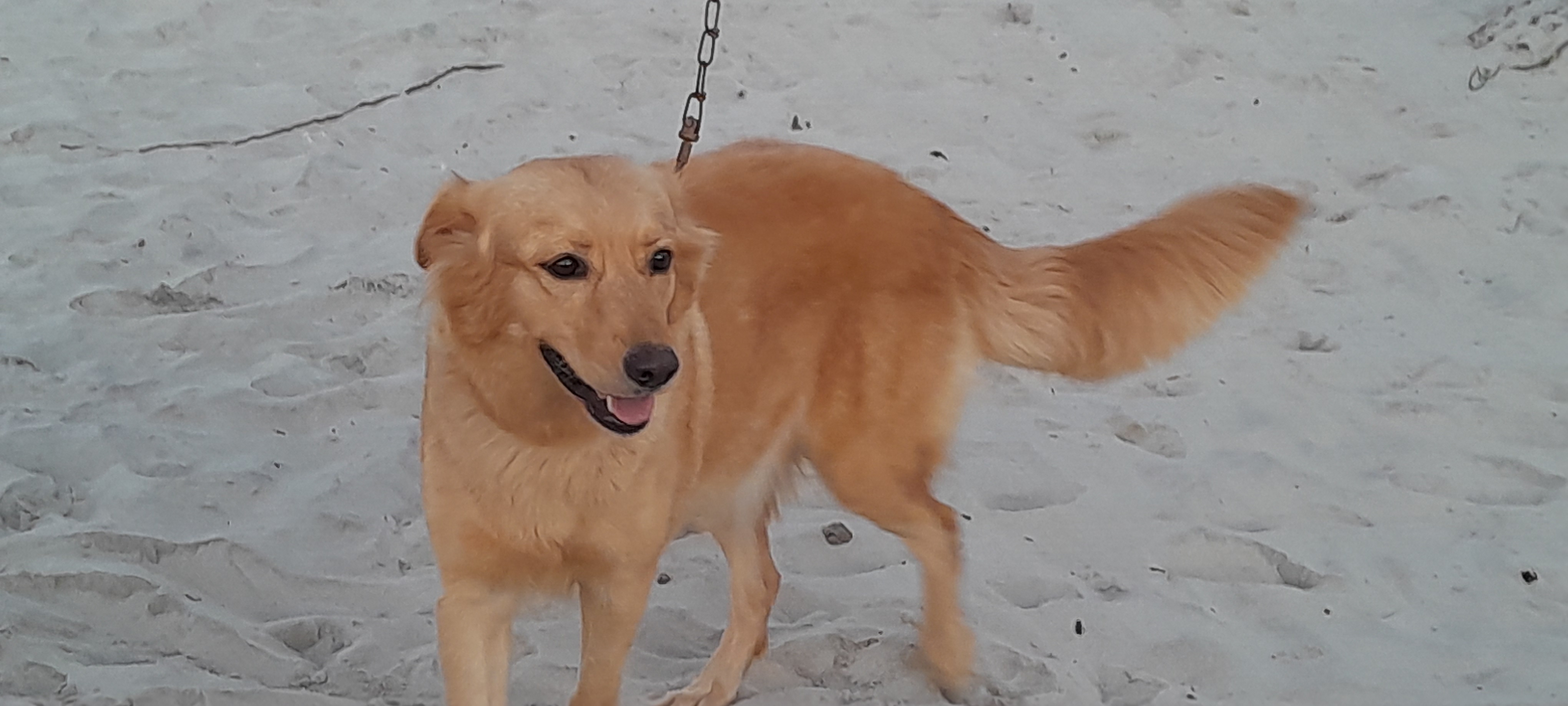 Portal Vendocão CACHORRINHOS LINDOS Recife-PE