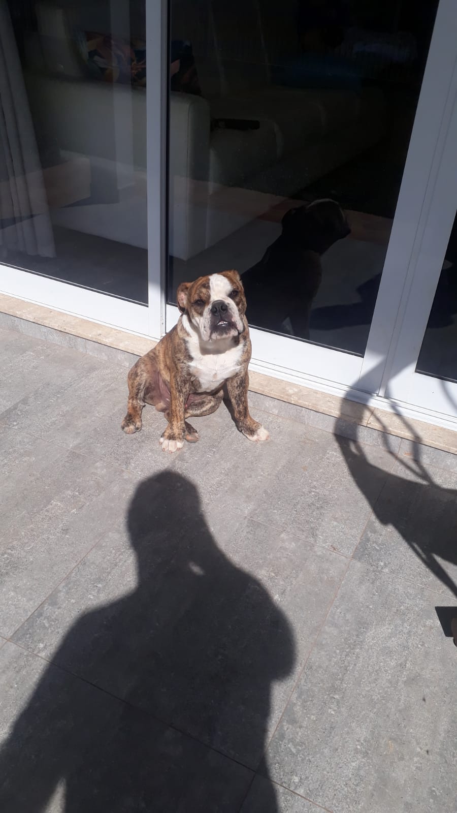 Portal Vendocão Bulldog inglês macho  Campo Largo