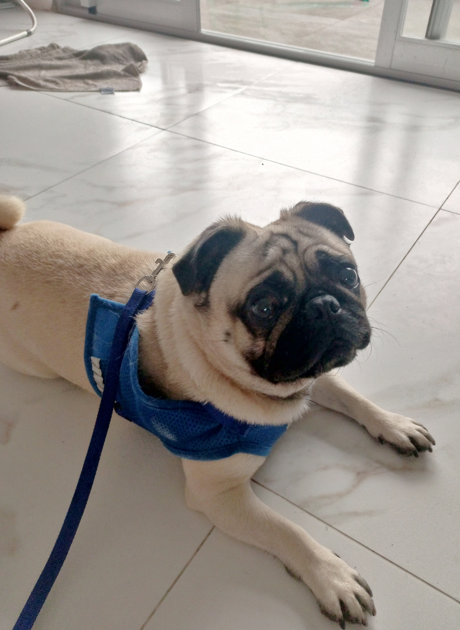 Portal Vendocão Vendo Pug macho  FLORIANÓPOLIS