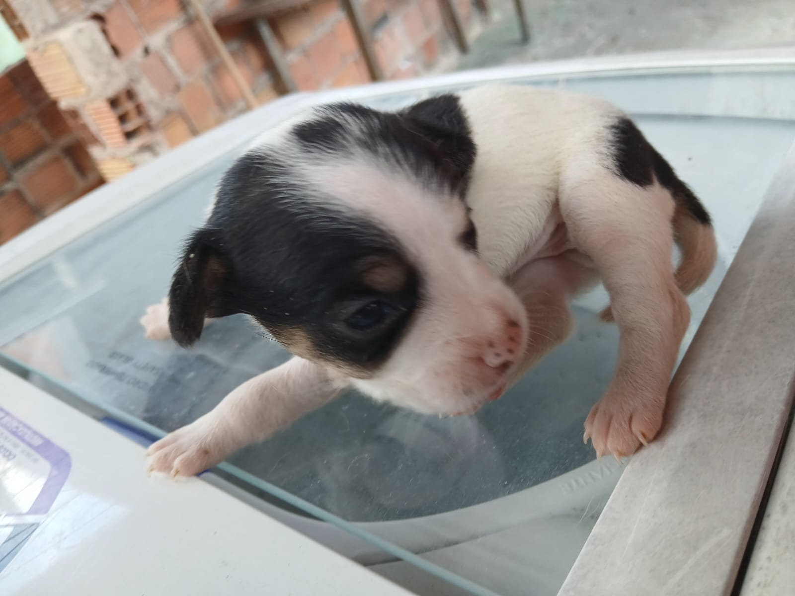 Portal Vendocão filhote de Jack russell terrier Salvador