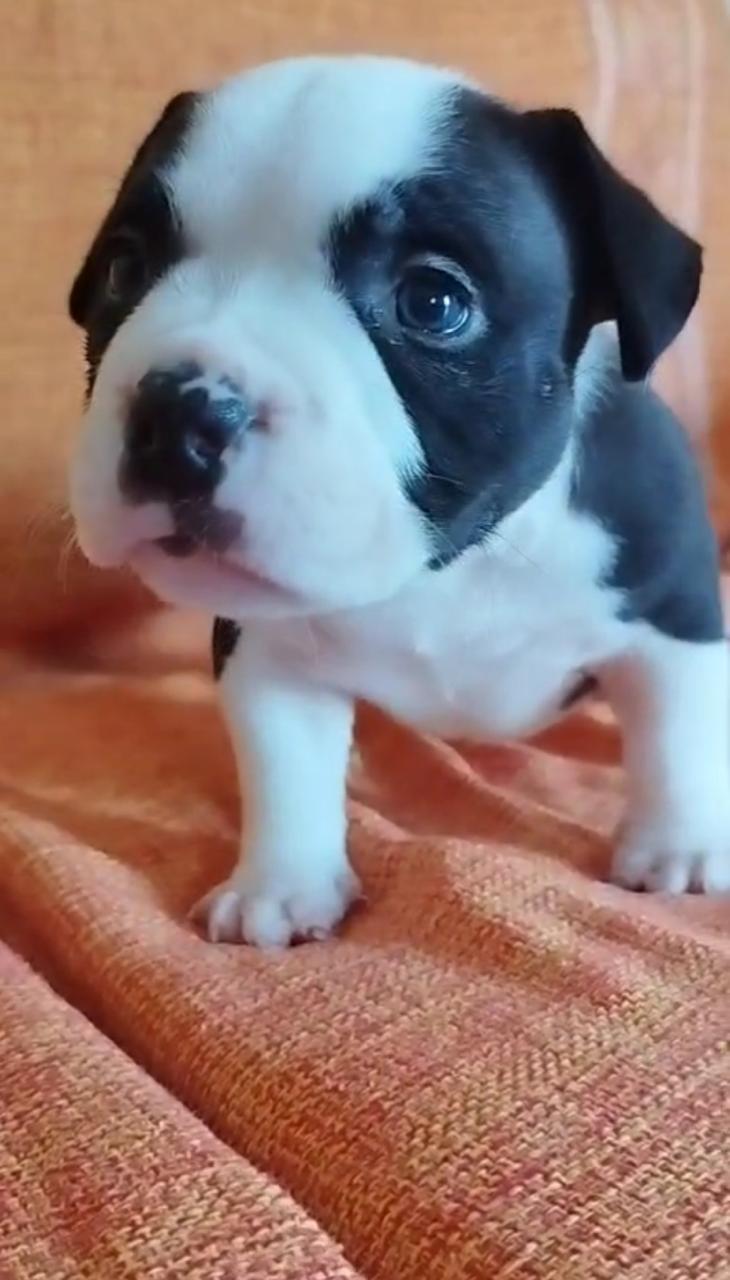 Portal Vendocão AMERICAN BULLY FÊMEA BLACK MICRO Maricá