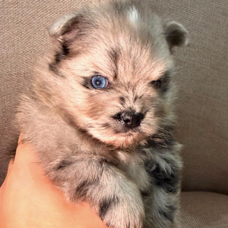 Blue Merle + Olhos Azuis + Pedigree = Perfeição! Um filhote raríssimo, focinho curto, genética de excelência em um só filhote, de beleza incomparável, esperando pela família ideal. Pedigree garantido. Parcelamos em até 10 vezes - Foto 1