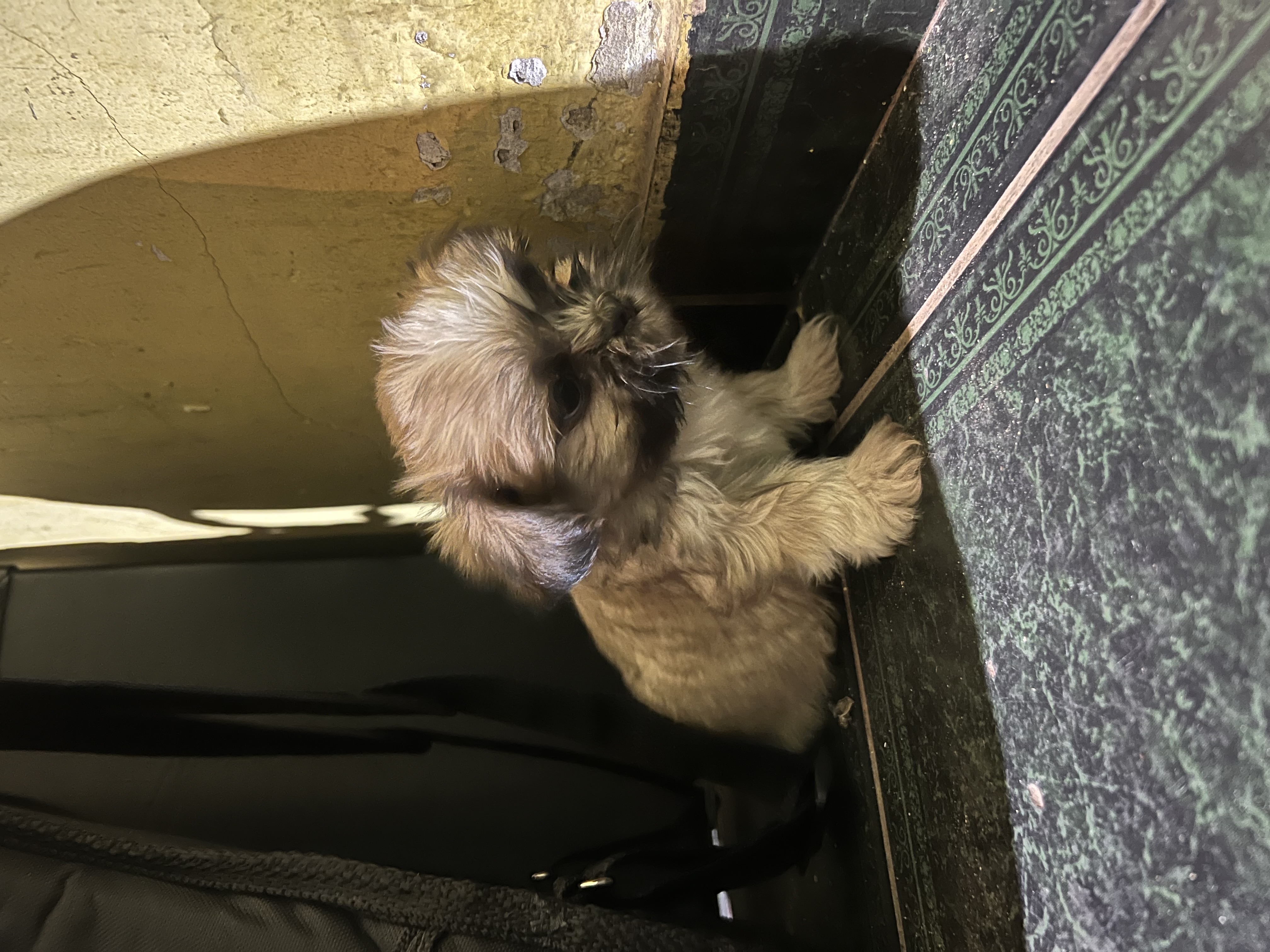 Portal Vendocão Filhote de shitszu  Goiânia 