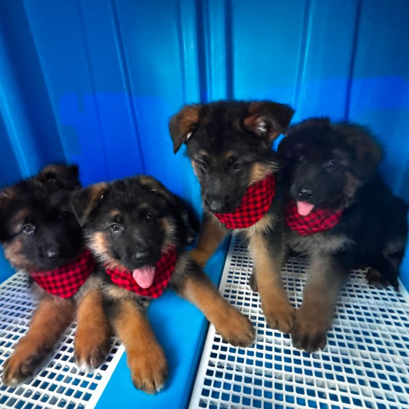 Último filhote de pastor alemão, 3 doses de vacina importada, pais com pedigree descendentes de campeões
