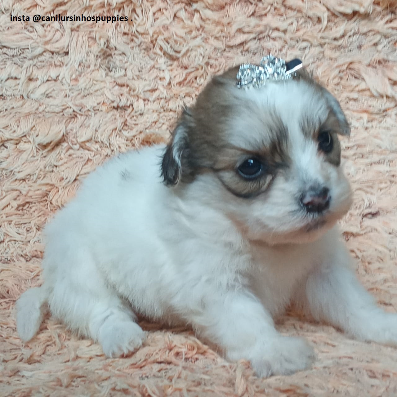 Portal Vendocão lhasa apso filhotes pronta entrega #canilursinhospuppies  são paulo 