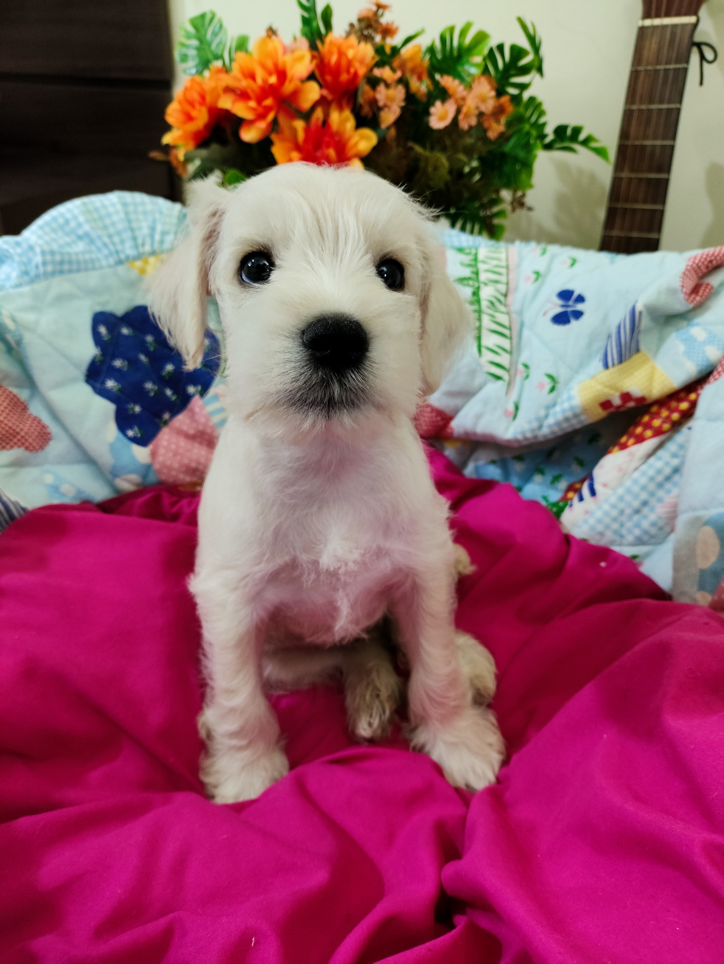 Portal Vendocão lindos 3 machos e 1 Femia schnauzer padrão PIRACICABA 