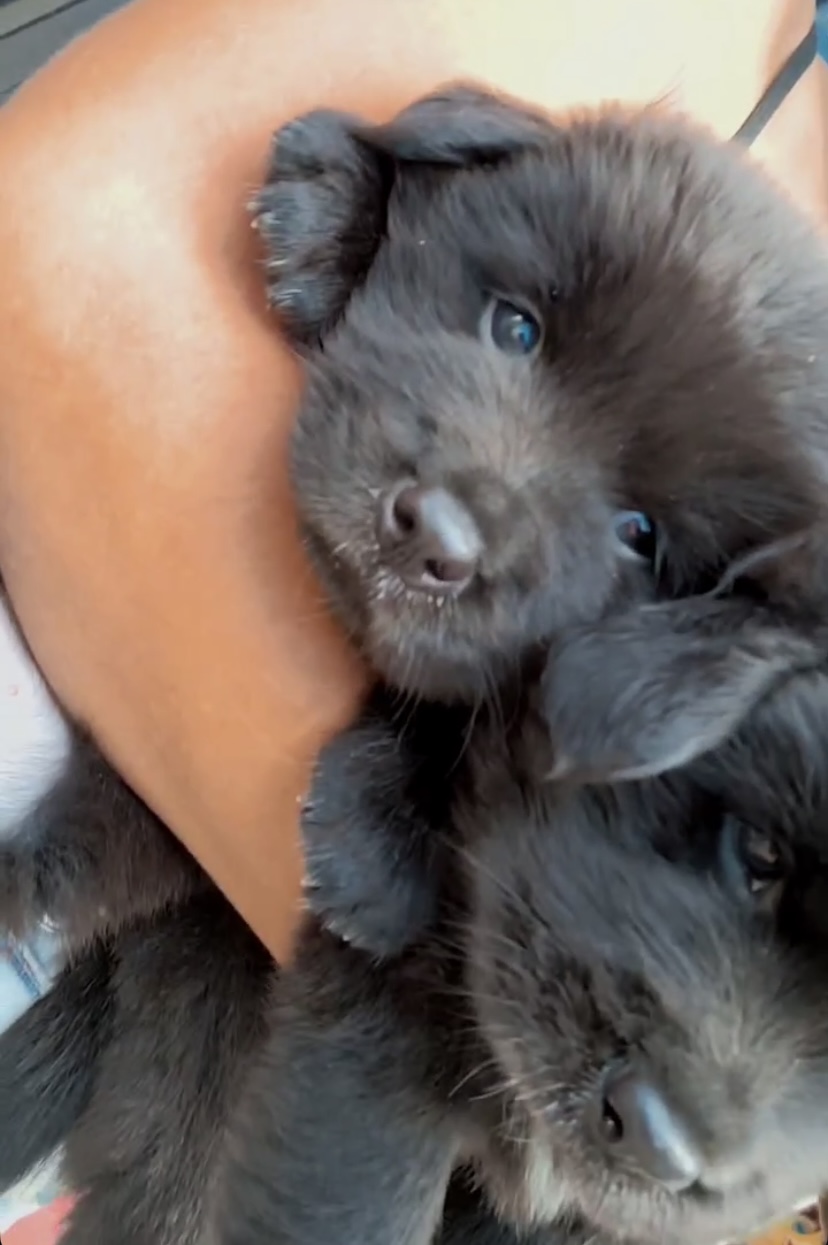 Vendo filhotes puros de chow chow - Foto 5