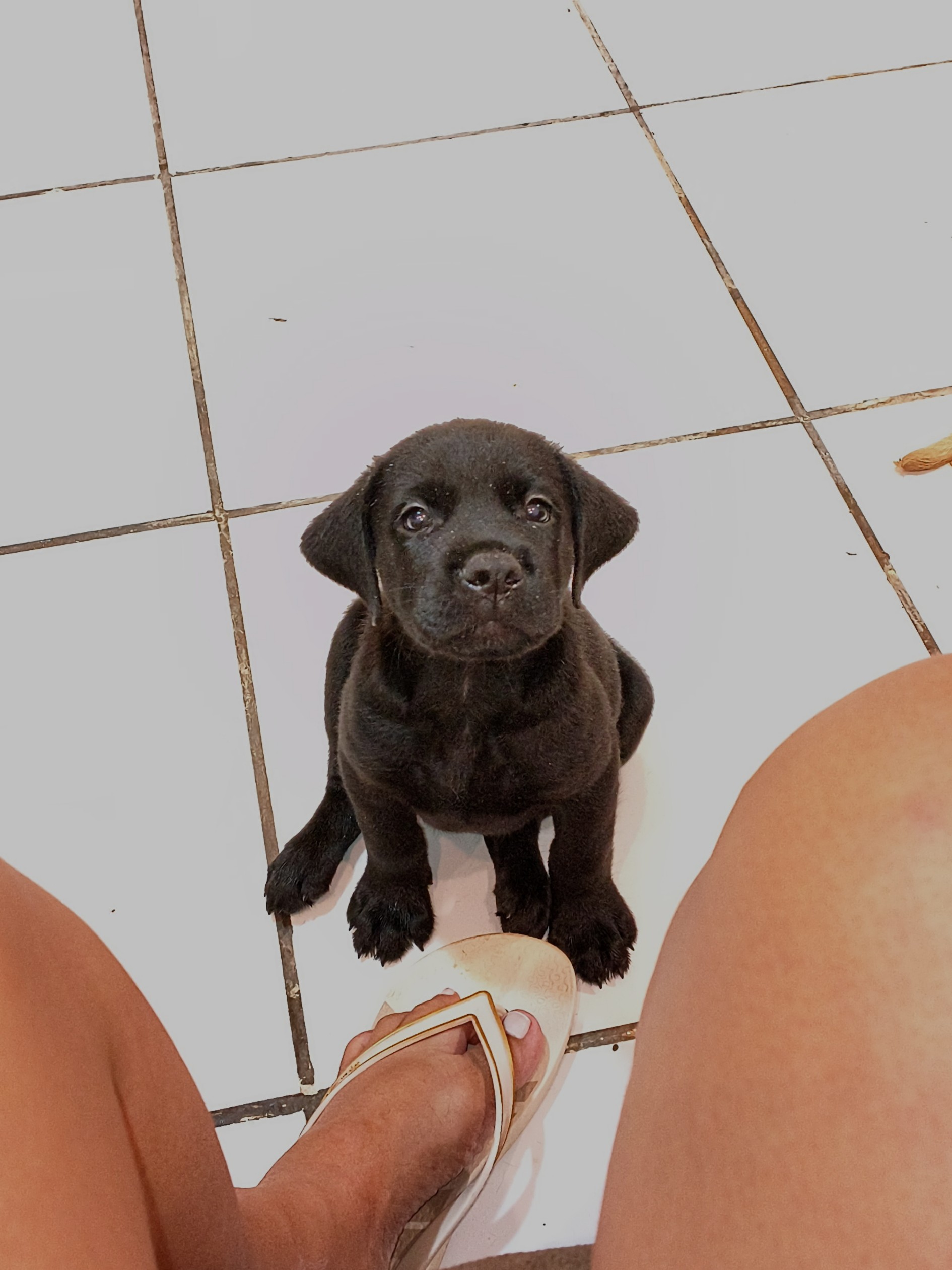 Labrador retriever 