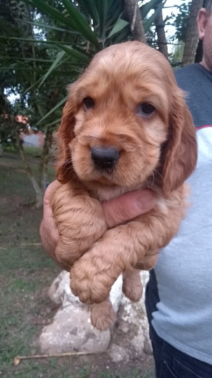 Portal Vendocão Belos Filhotes Cocker Spaniel Inglês  Campinas