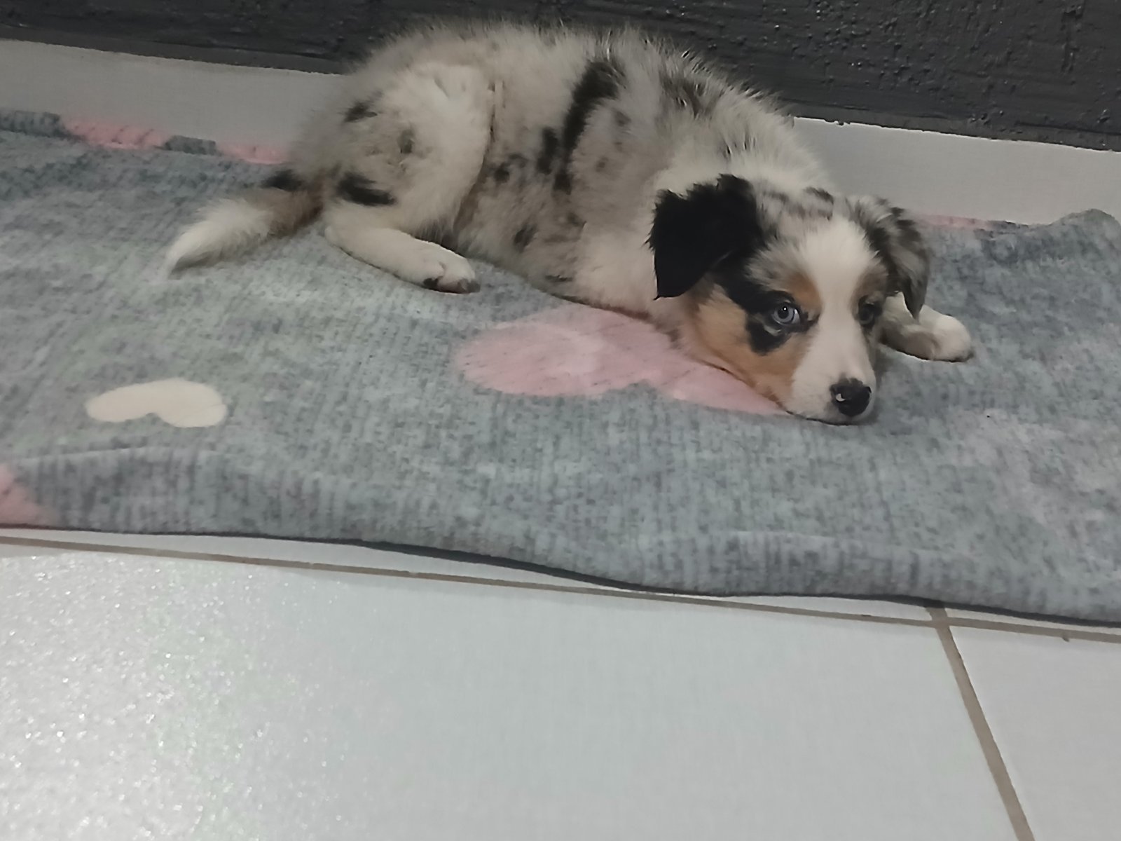 Filhote Border collie merle com heterocromia  - Foto 4