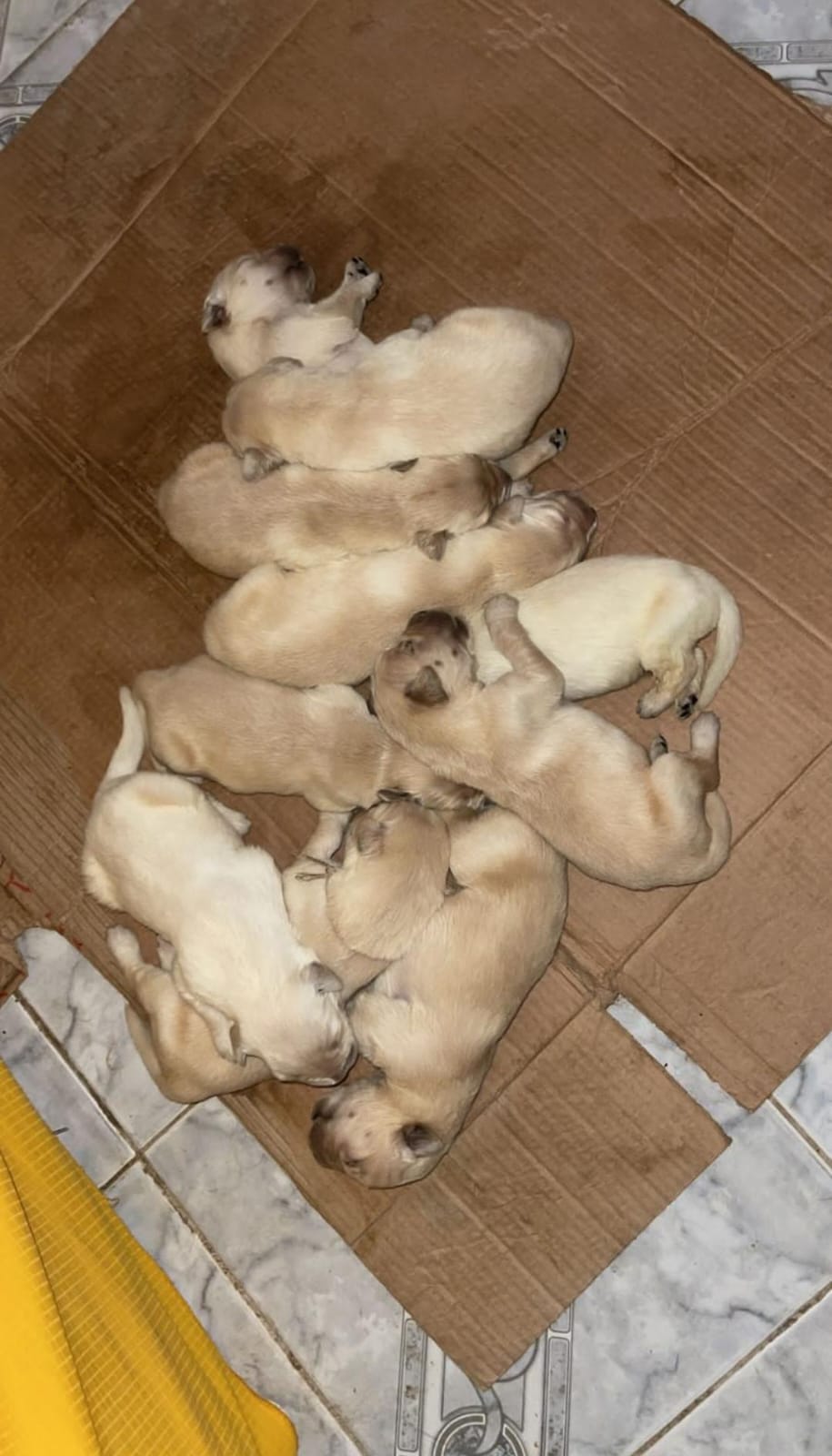 Portal Vendocão Filhotes de Golden Retriever puros Feira de Santana