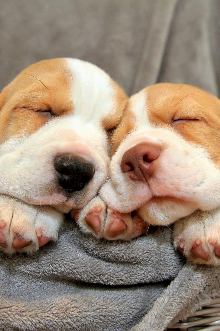 Beagle adquira!  - Foto 1