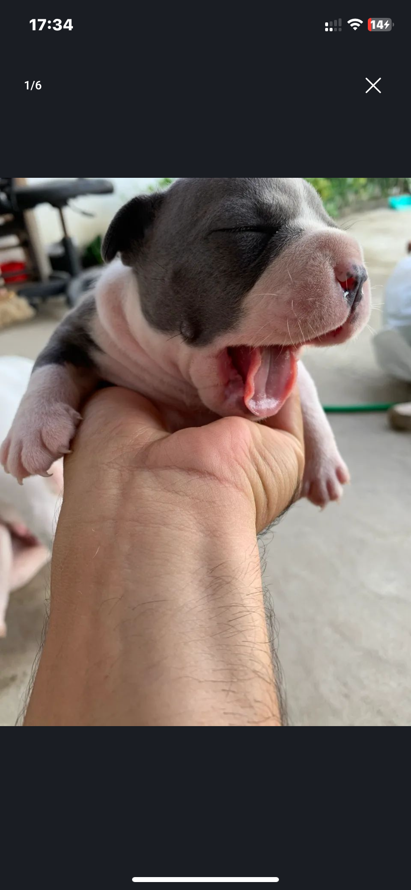 Filhotes de American Bully - Foto 5