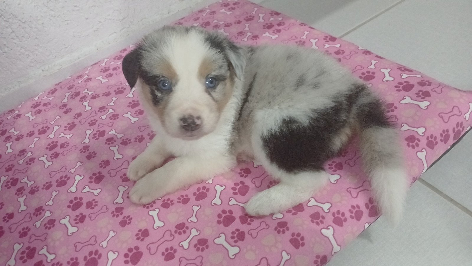 Filhote Border collie merle com heterocromia  - Foto 1