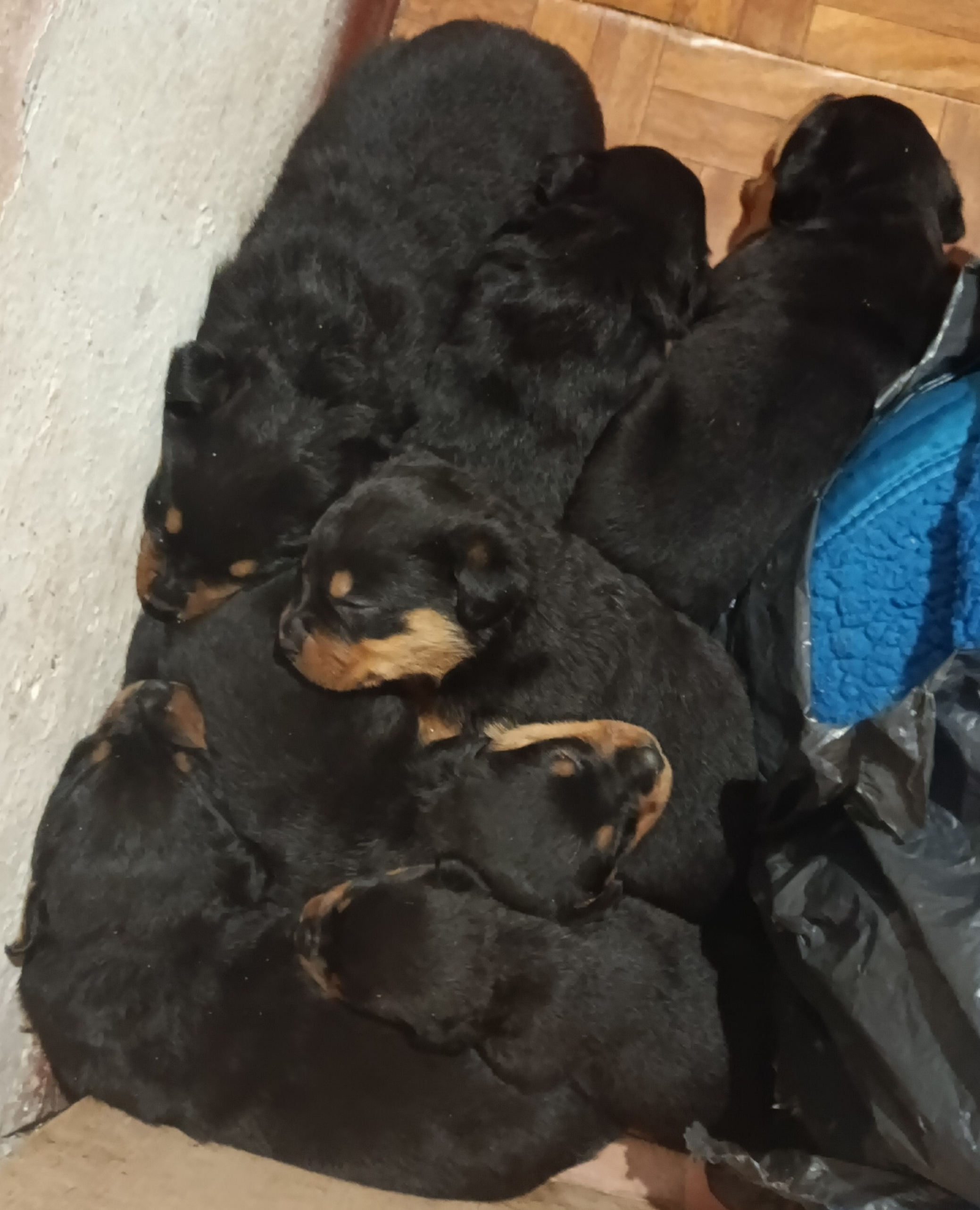 Portal Vendocão Filhotes dosponiveis Porto Alegre 