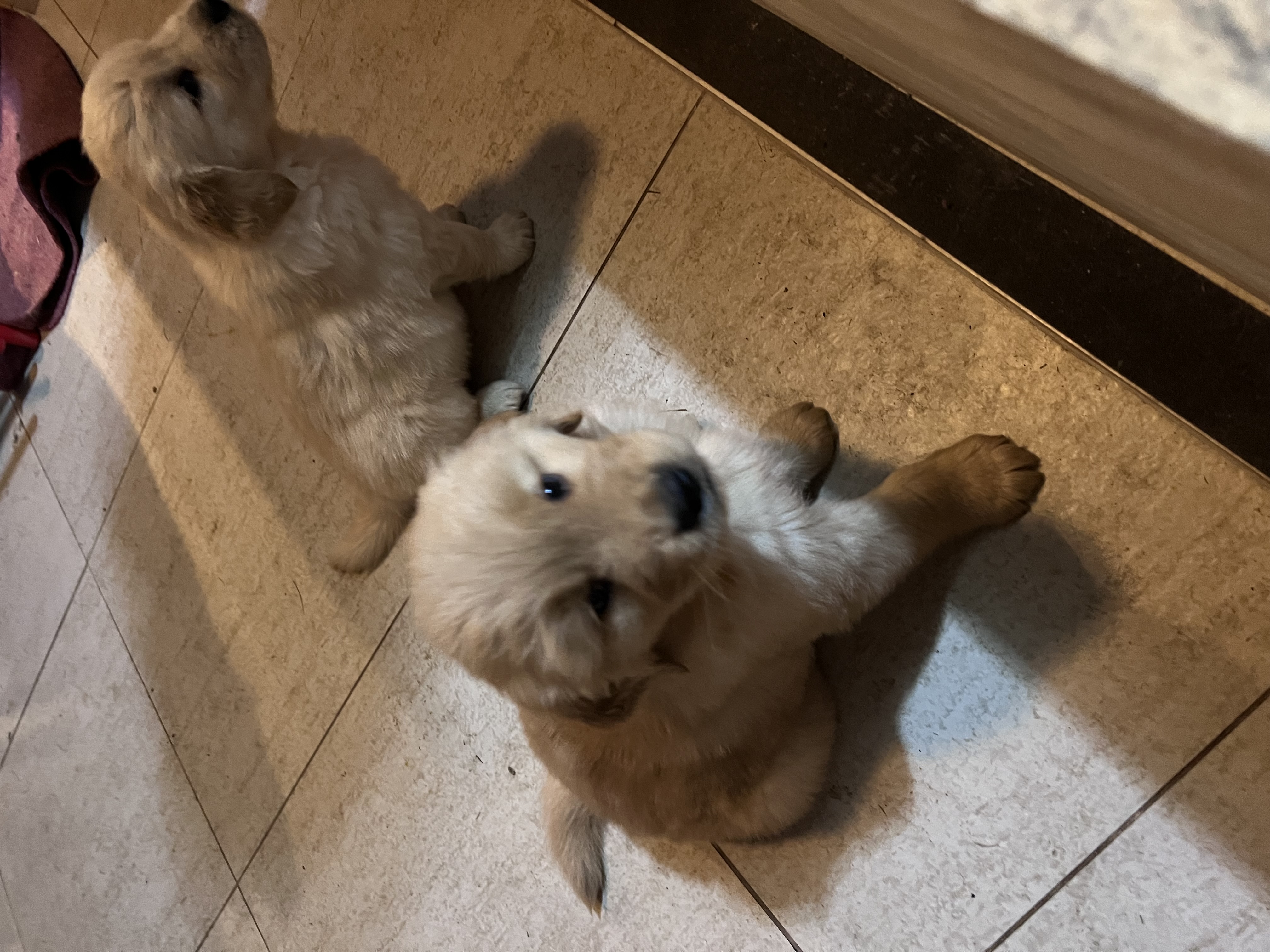 Filhotes de Golden retriever  - Foto 2