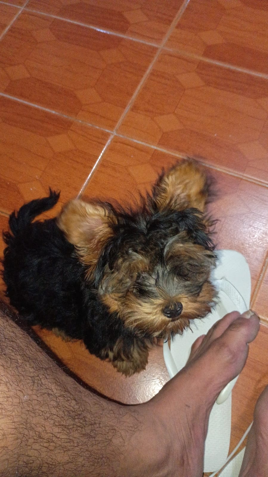 VENDO YORKSHIRE TERRIER  - Foto 2