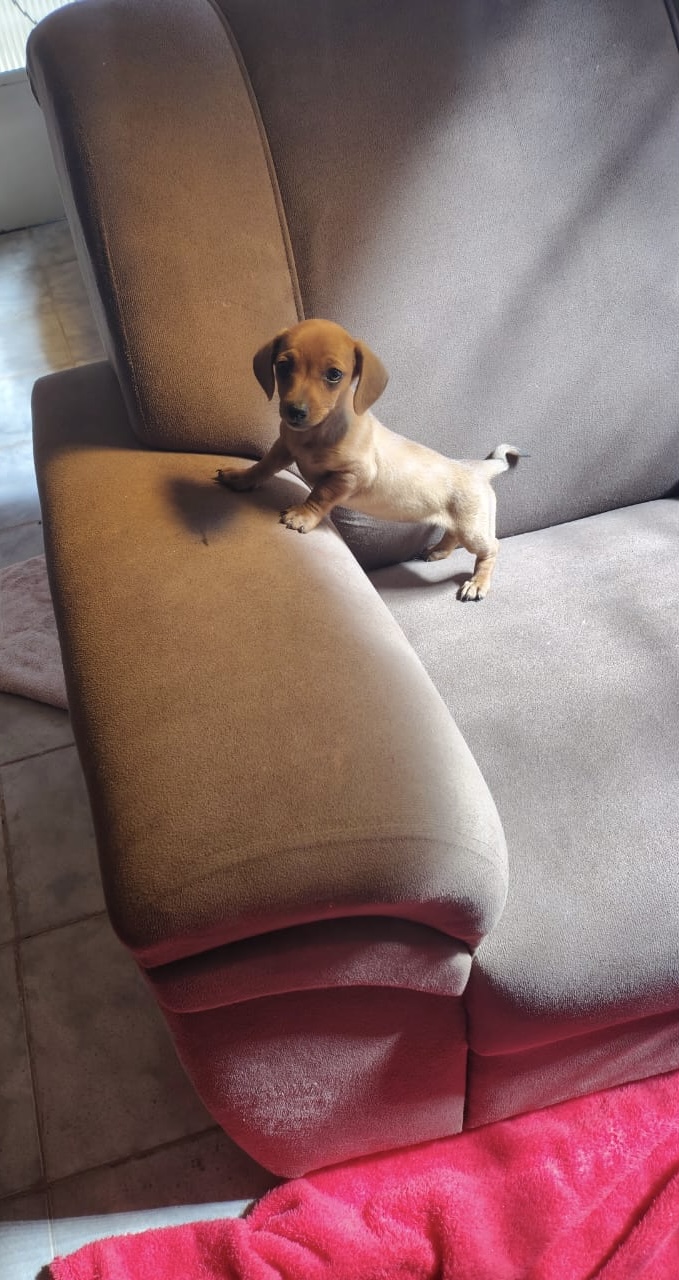 Portal Vendocão Filhote de basset Cachoeira de minas