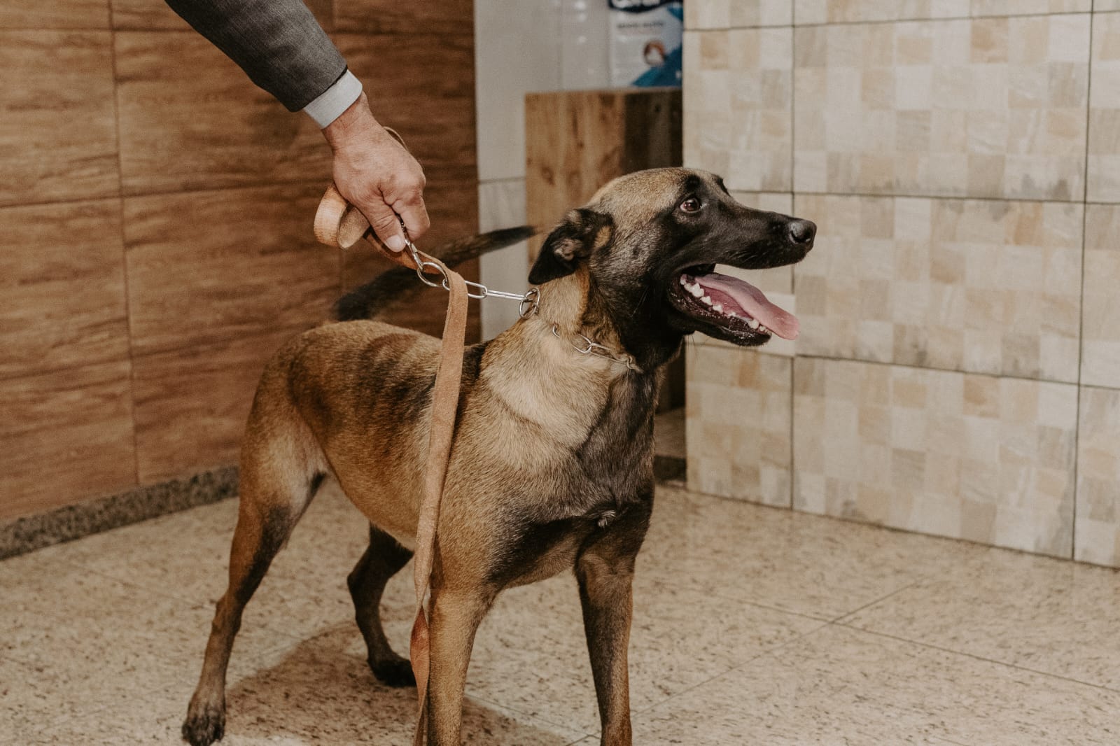 Portal Vendocão BARUC e LUCK PASTOR BELGA MALINOIS COM PEDIGREE  Belo Horizonte 