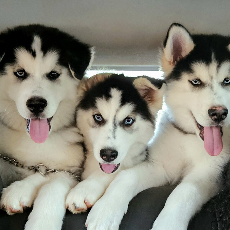 FILHOTES DE HUSKY SIBERIANO com PEDIGREE da CBKC!!! Para VENDA ou RESERVA! - Foto 1