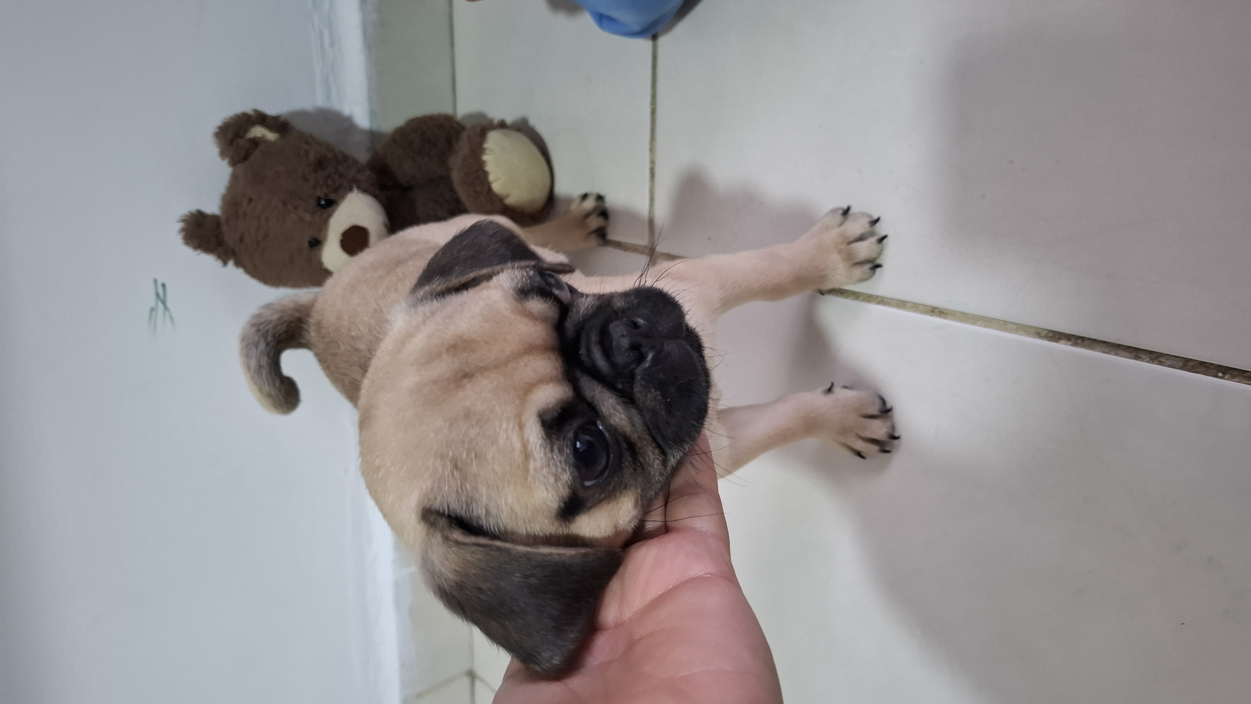 Portal Vendocão Pug filhote macho  Sorocaba 