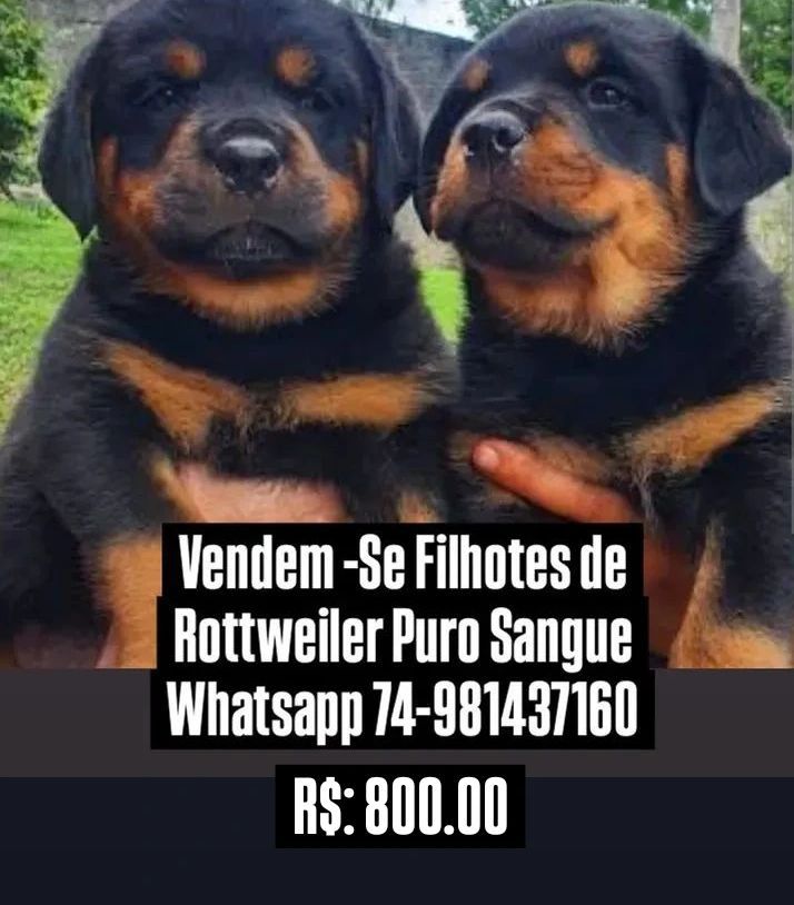 Filhotes Rottweiler 
