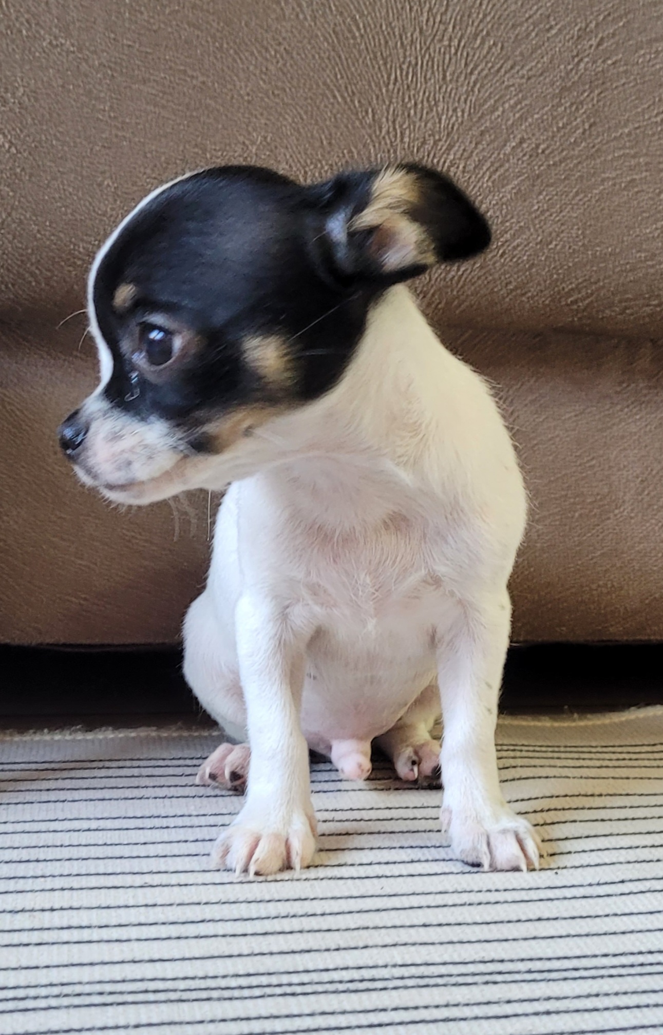 Portal Vendocão Lindo chihuahua machinho Jardim Botânico 