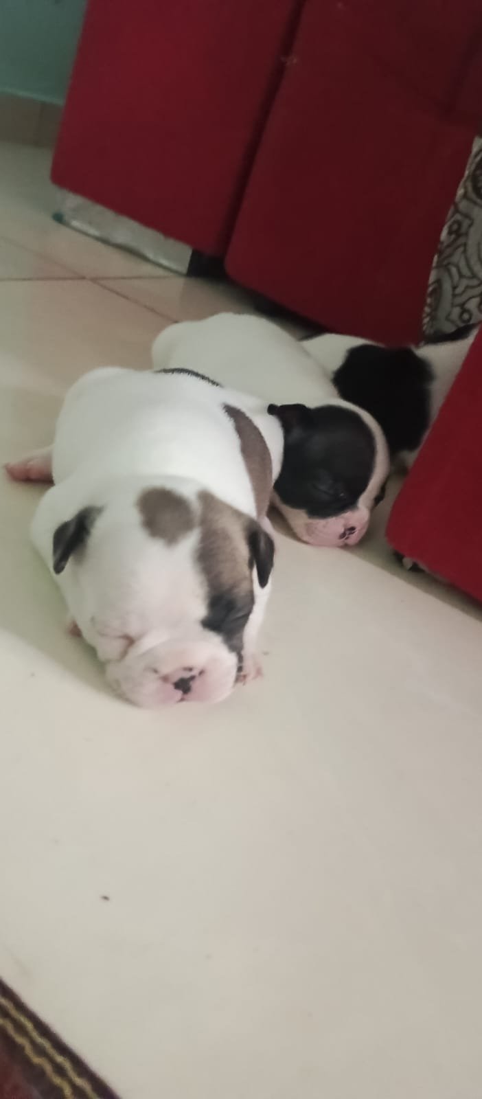 Bulldog francês 
