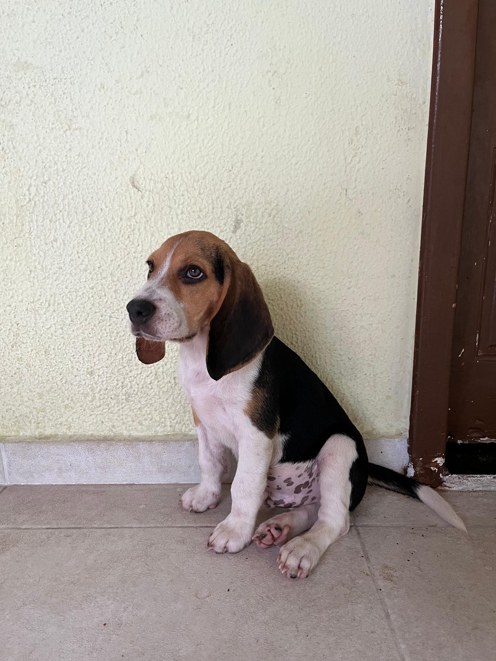 Filhote beagle - Foto 2