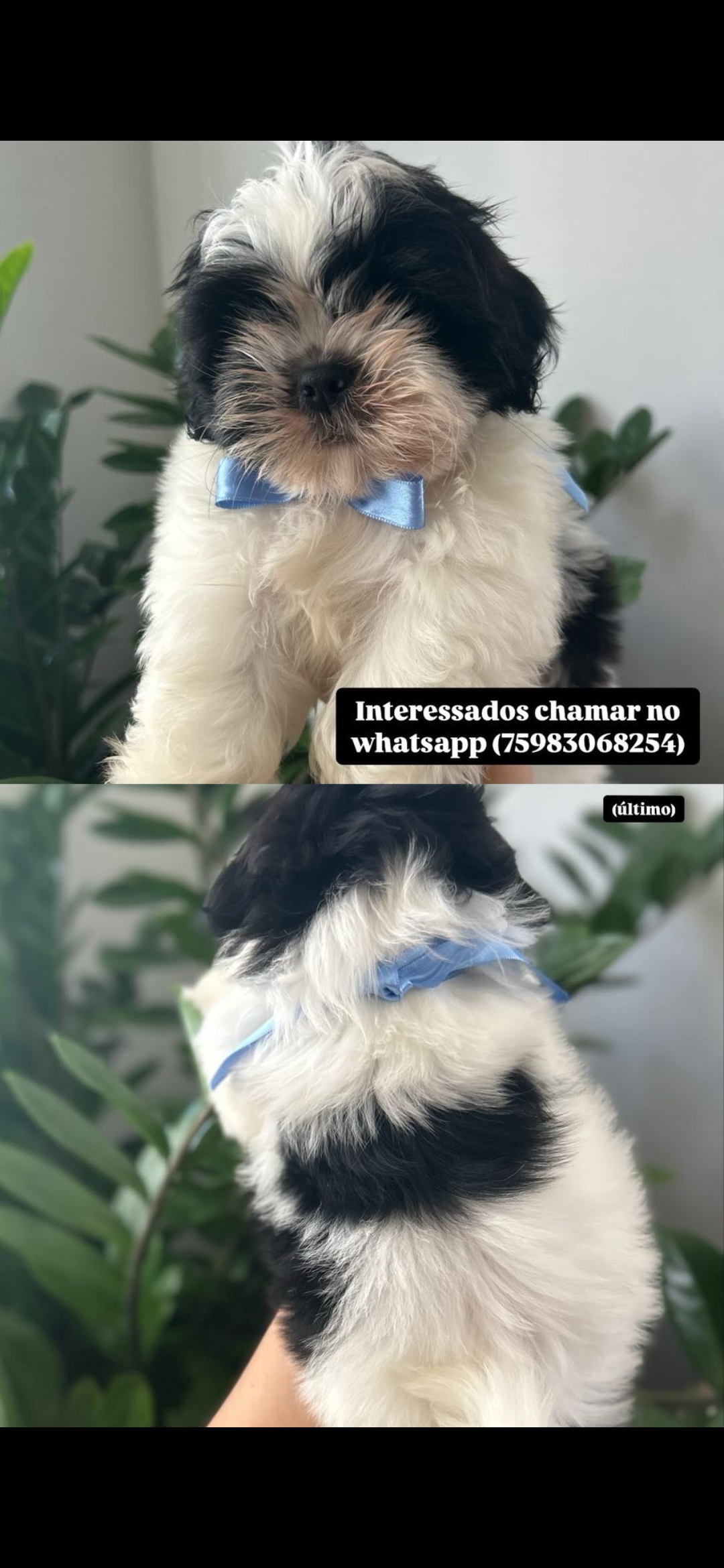 Portal Vendocão Filhote de micro Shih-tzu  CIPÓ 