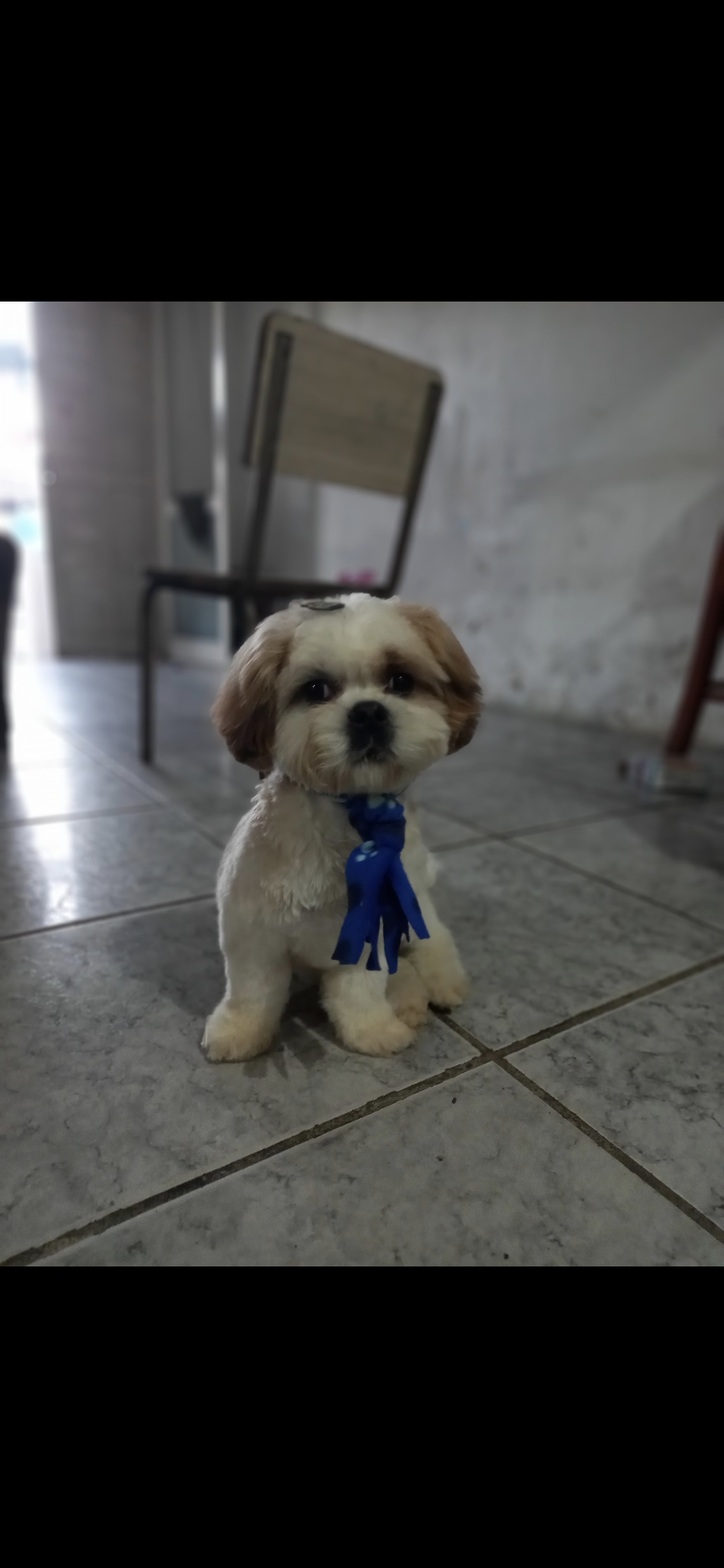 Portal Vendocão Cachorro shitsu  São Leopoldo