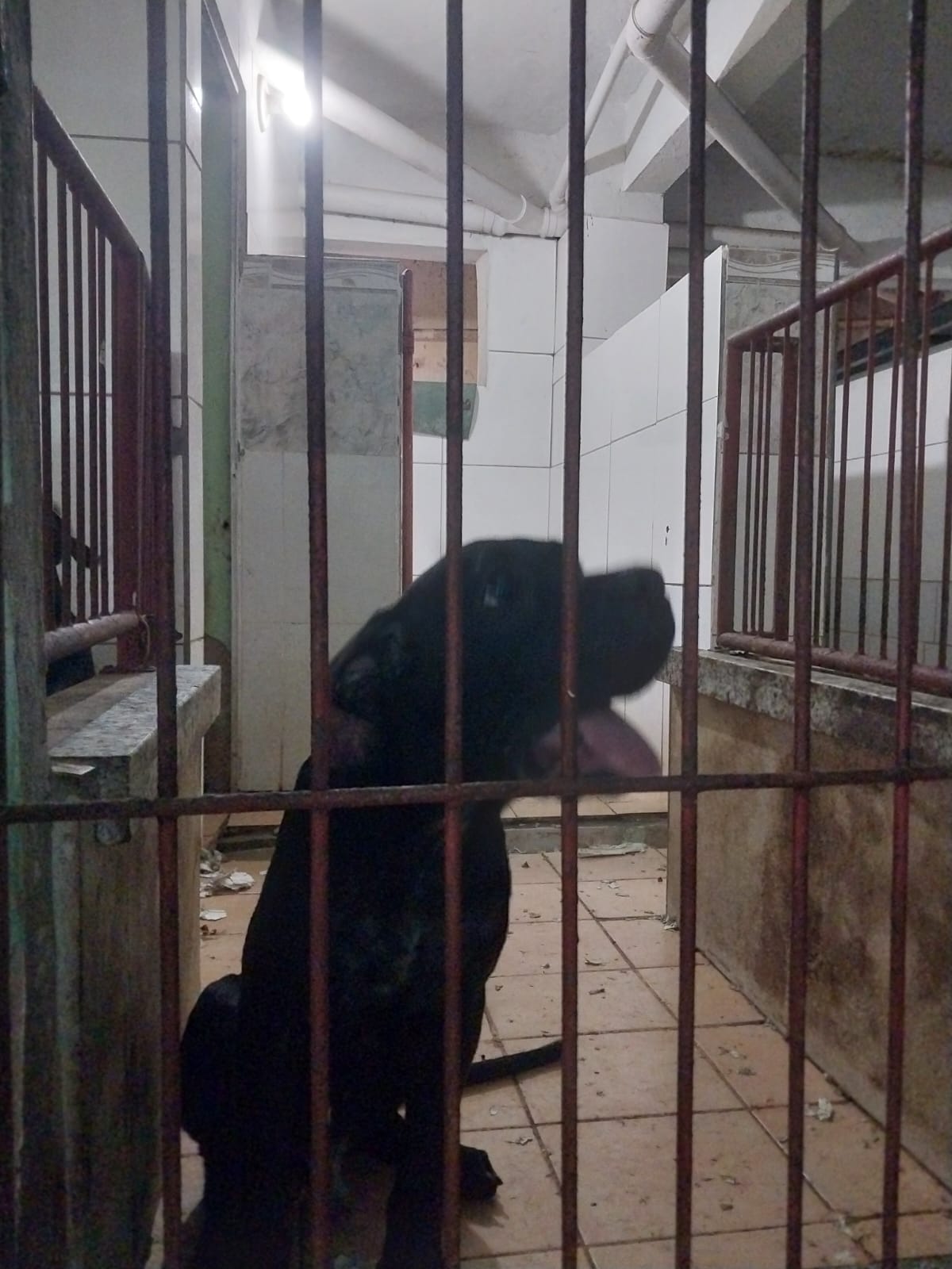 Portal Vendocão Filhote Cane Corso  Salvador