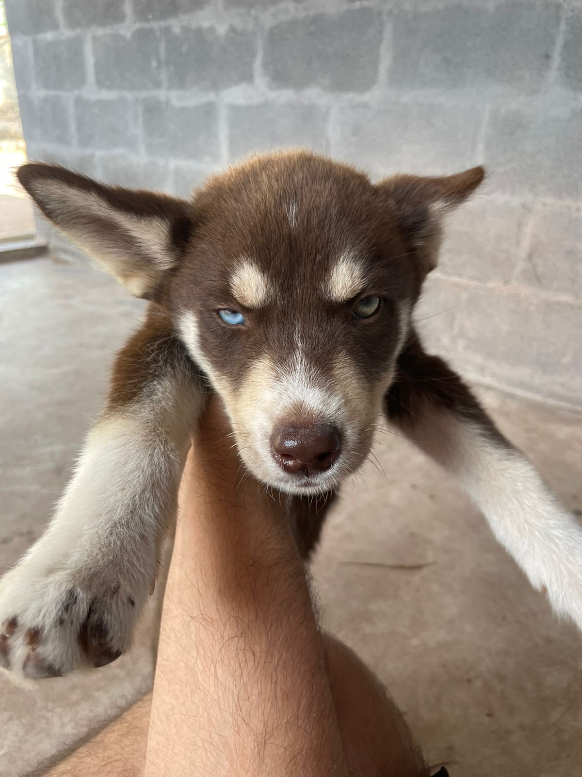 Portal Vendocão Filhote de Husky Siberiano Vitória 