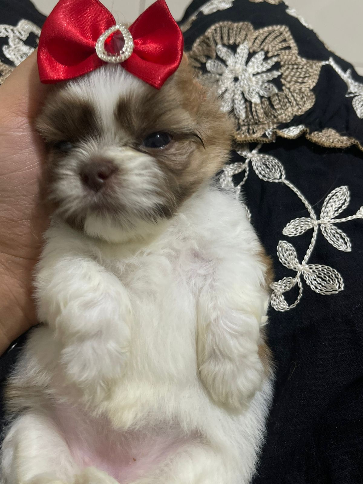 Shih Tzu Fêmea Filhote - Foto 3