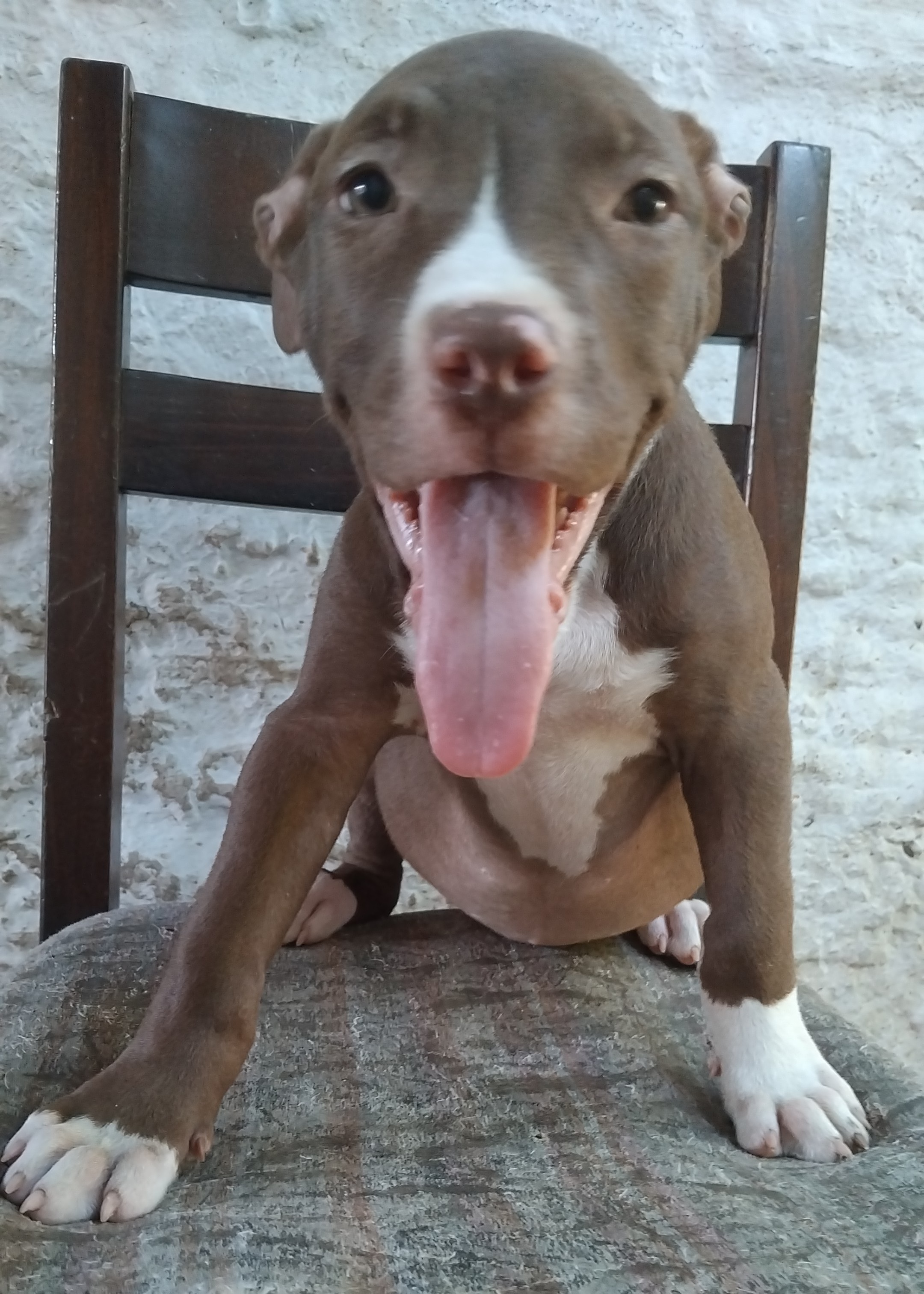 Portal Vendocão Filhotes de pitbul Santa maria RS