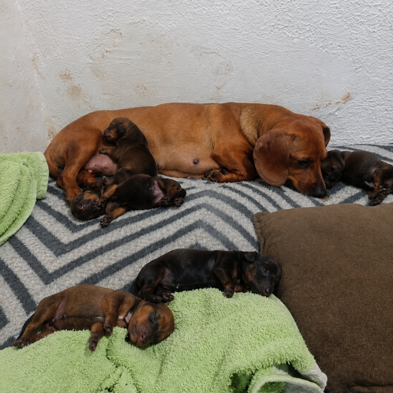 Filhotes dachshund disponíveis pra reserva - Foto 3