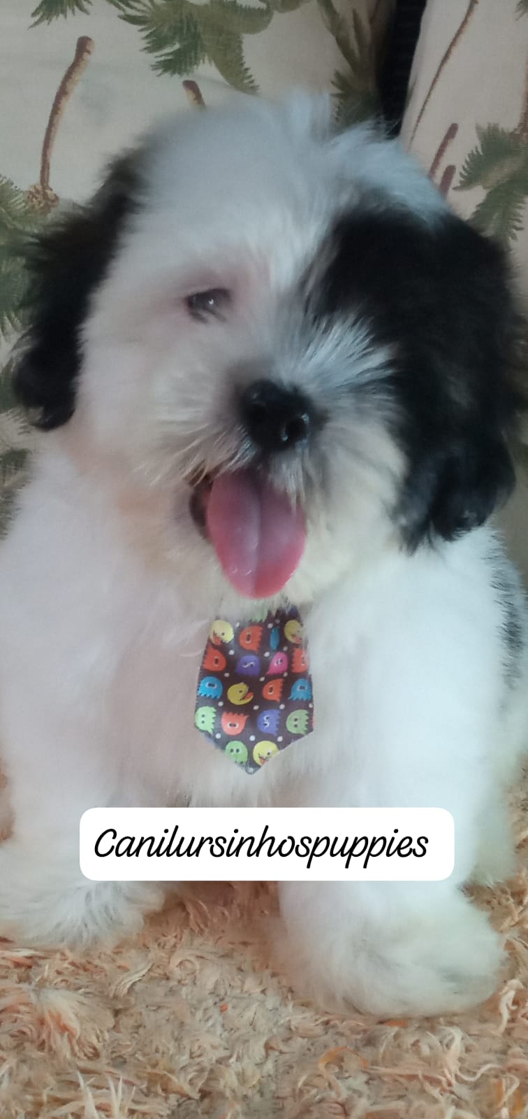 Lhasa Apso - Foto 1