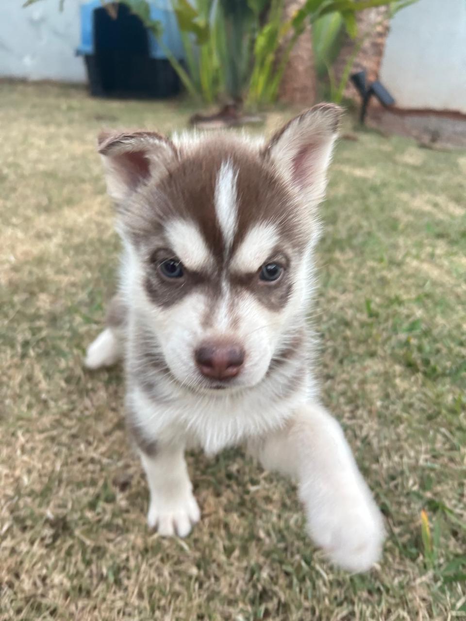 Portal Vendocão Husky Siberiano Paraíso do Norte