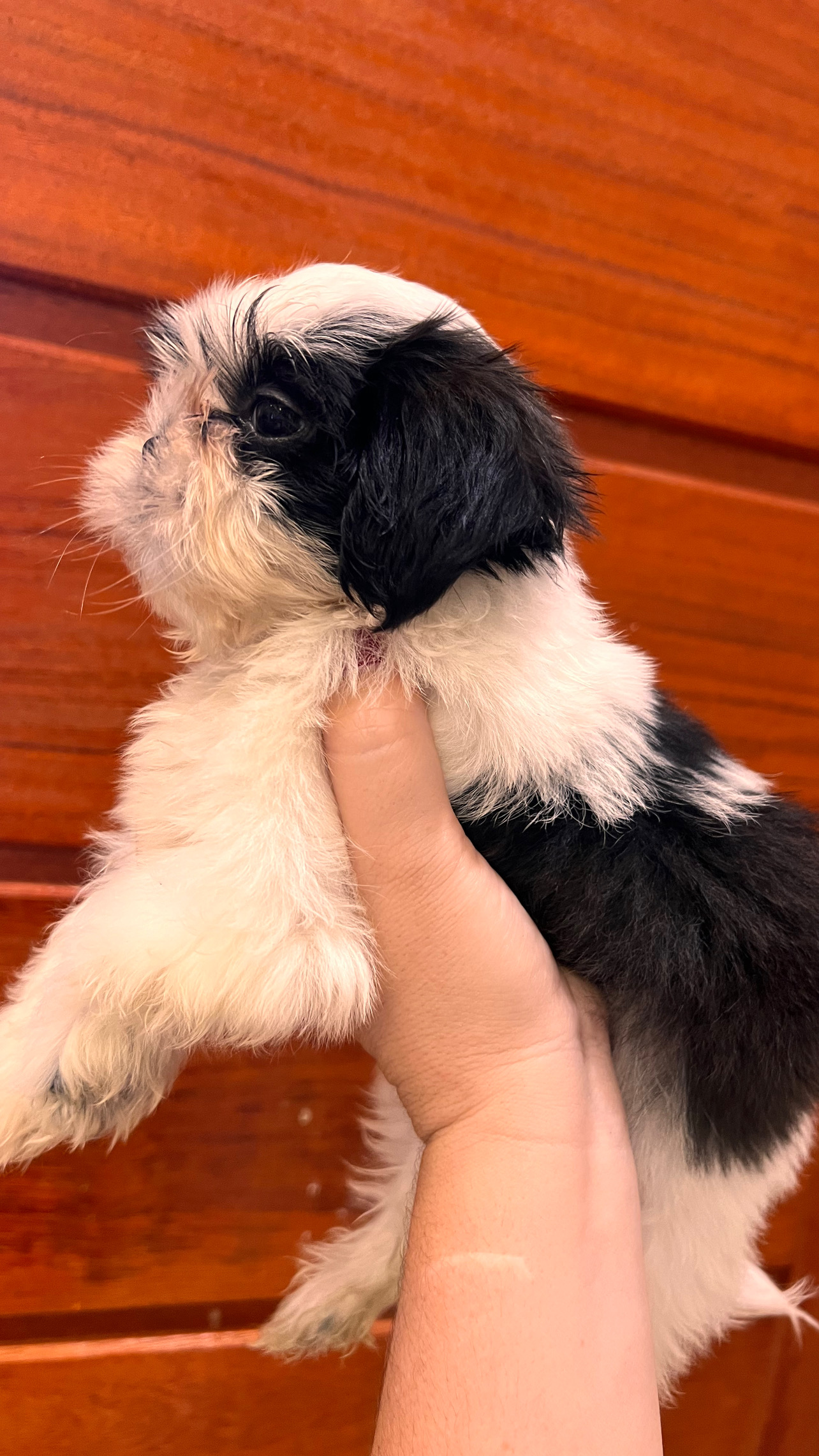 Filhote de shihtzu fêmea 